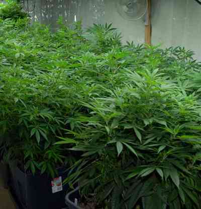 Skunk XXX > T.H. Seeds | Reguläre Hanfsamen  |  Hybrid